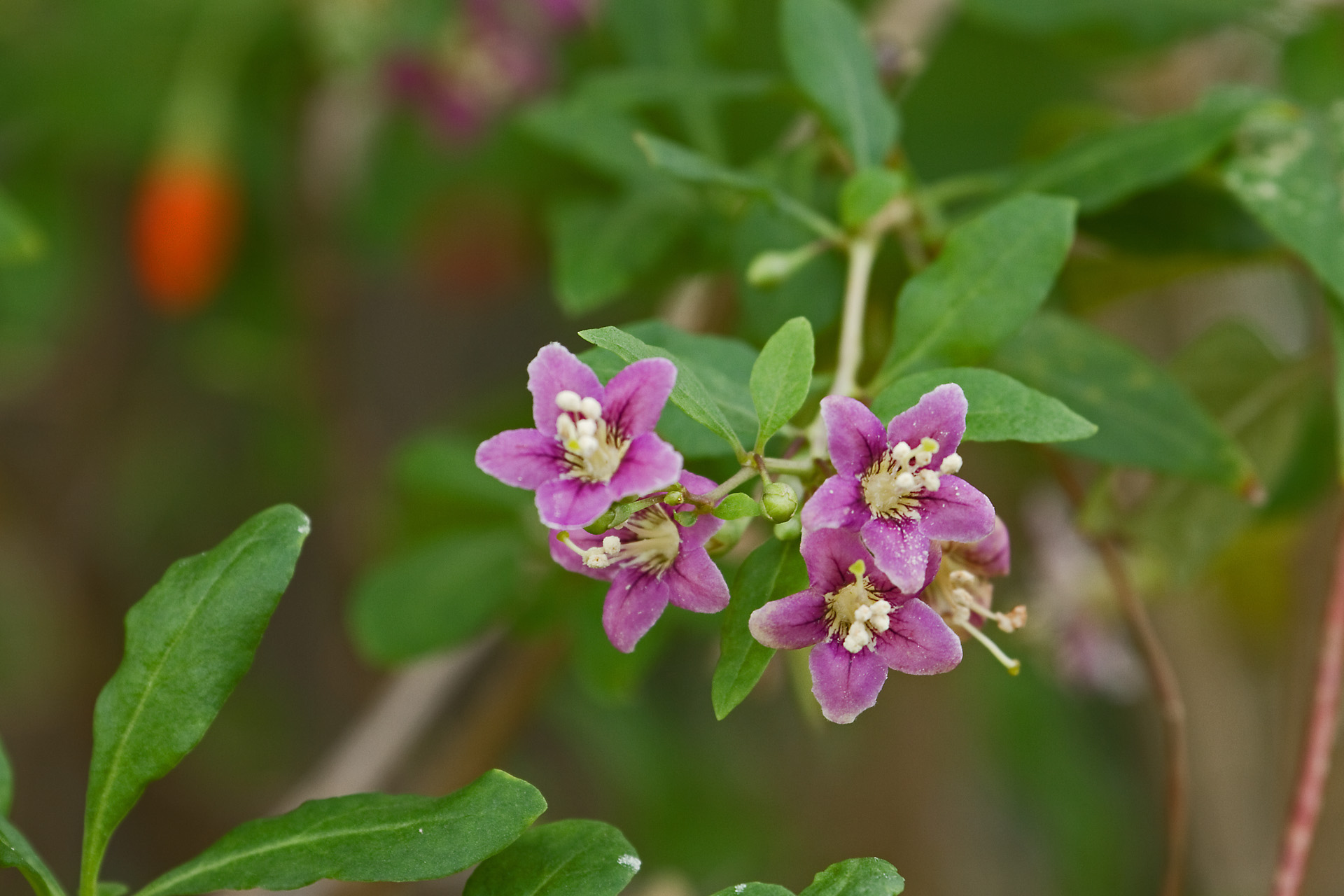 花 植物 クコの花 壁紙19x1280 壁紙館