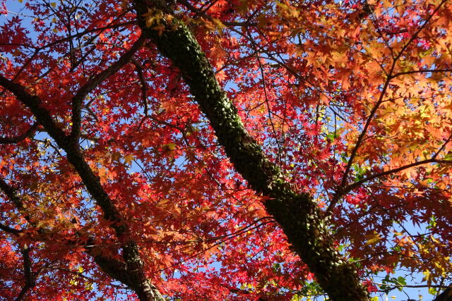 輝く紅葉