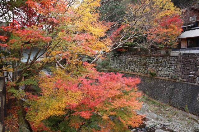 川に張り出す紅葉