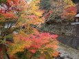 川に張り出す紅葉