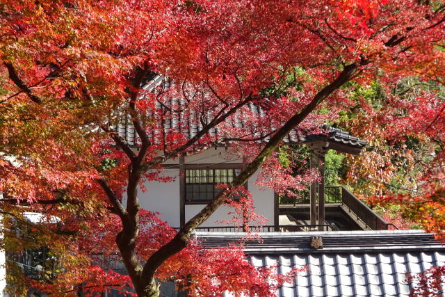 山寺の紅葉