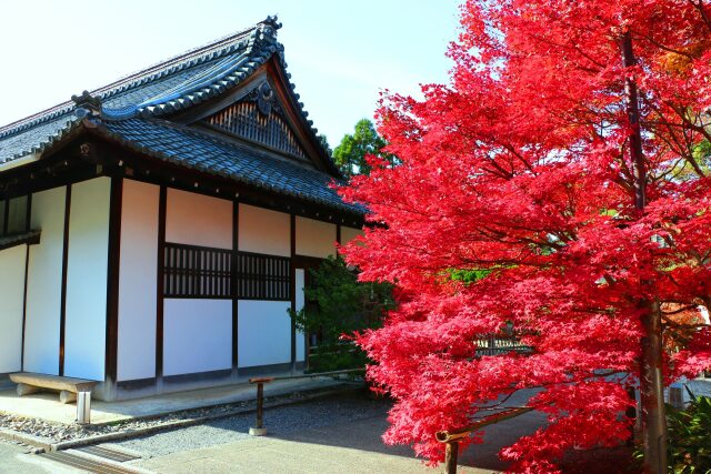 京都紅葉