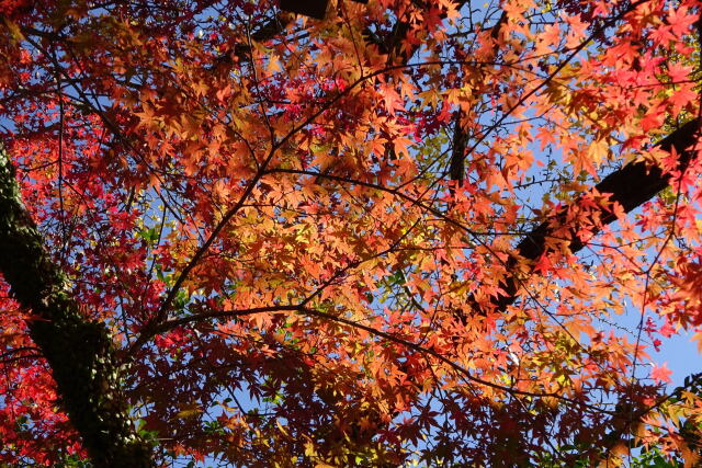 輝く紅葉