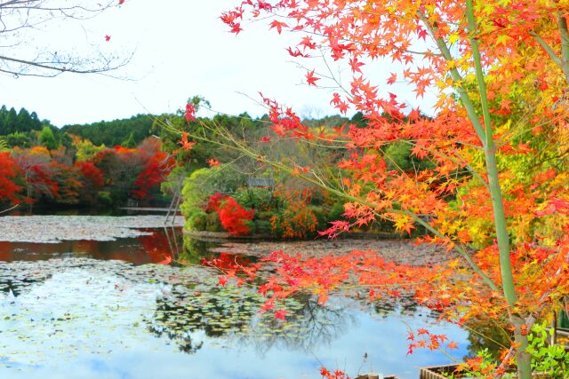 竜安寺