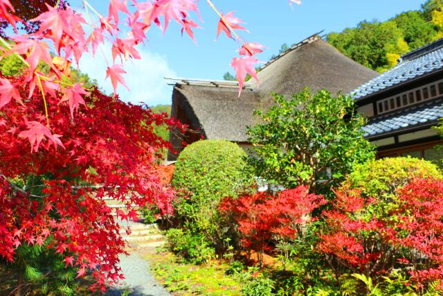 京都紅葉