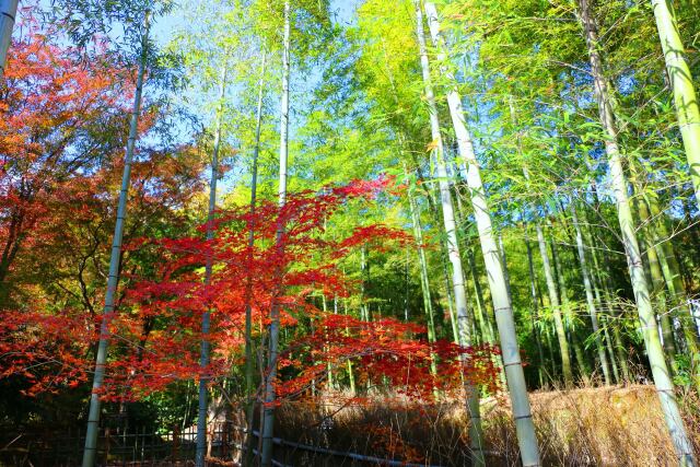 京都紅葉