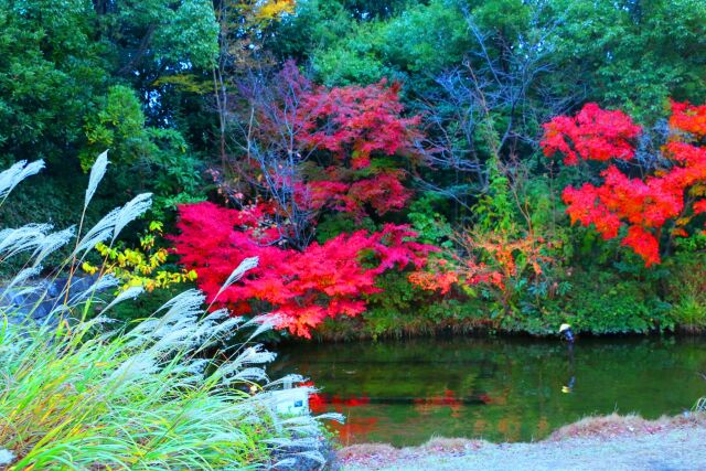 白川庭園