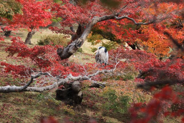 アオサギと紅葉