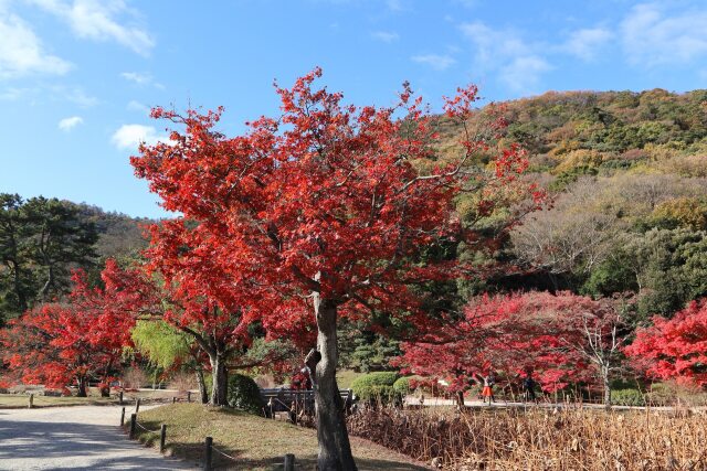 公園の紅葉