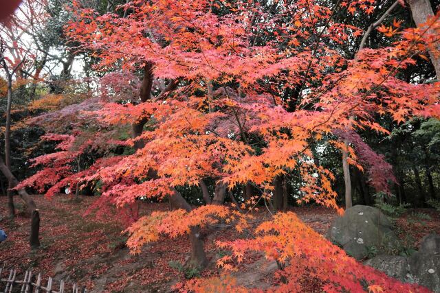 公園の紅葉-1