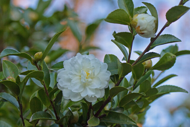 山茶花