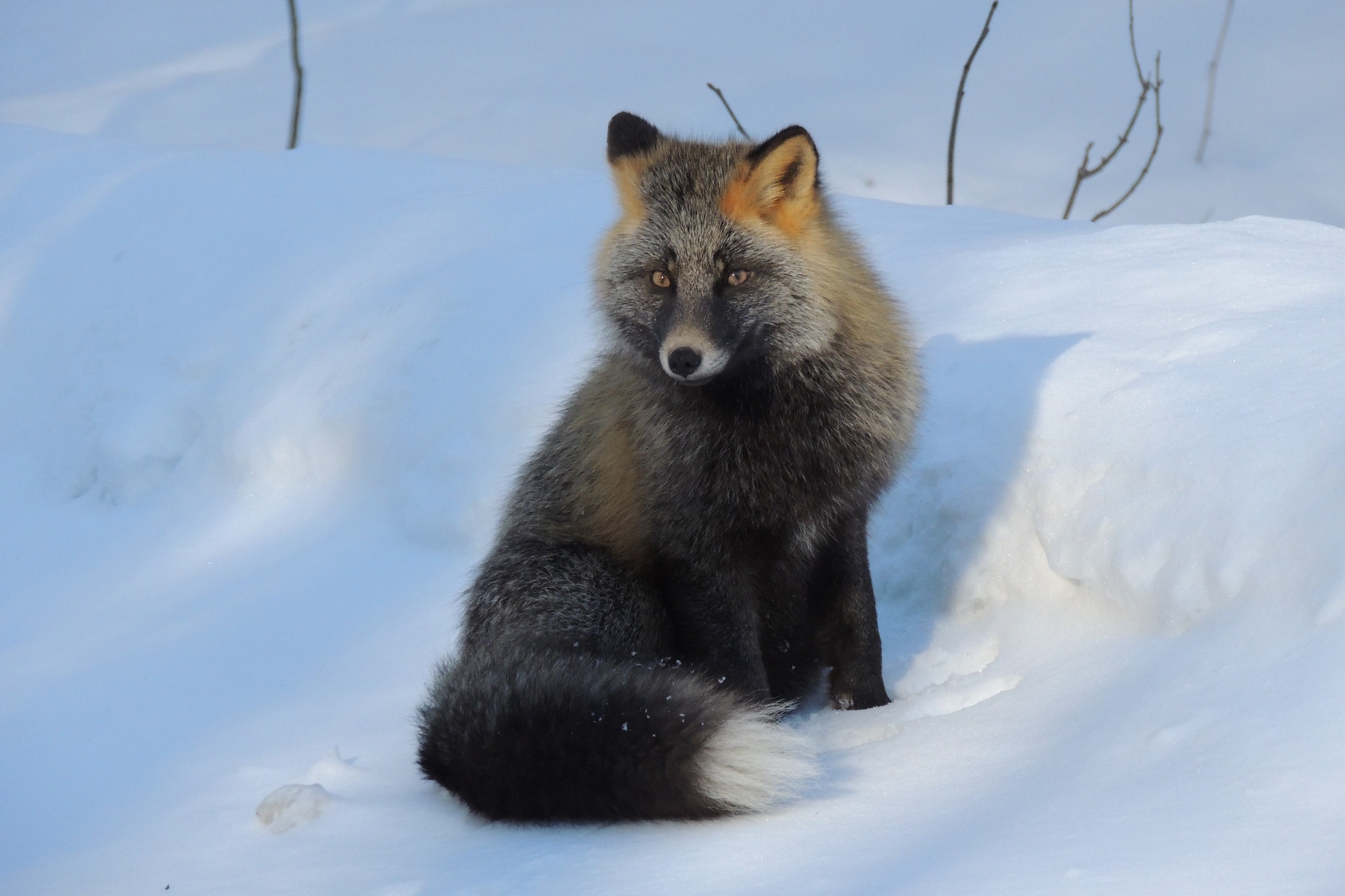 動物 その他 ハイブリットキツネ 壁紙19x1280 壁紙館