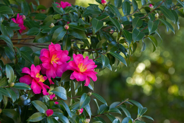 山茶花