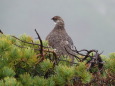 三の池の雄雷鳥2