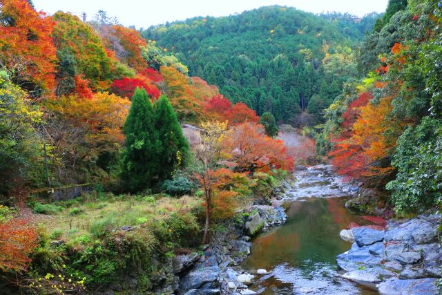 京都高雄