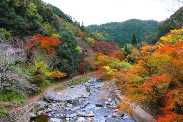 京都高雄