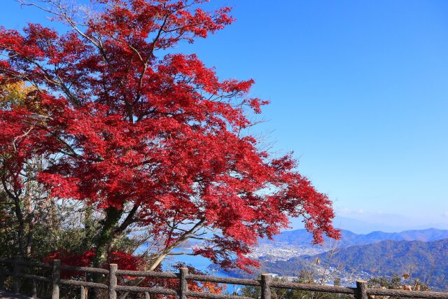 屋島山頂の紅葉