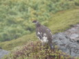 三の池の雄雷鳥4