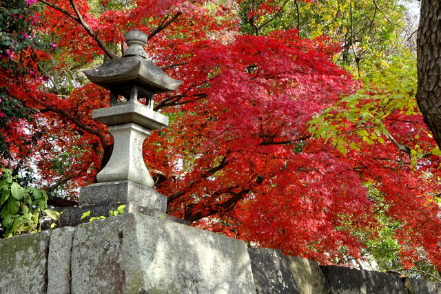 城址の紅葉12月11日