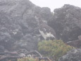 五の池の雄雷鳥