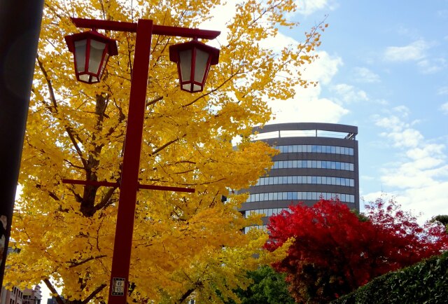 都会の紅葉