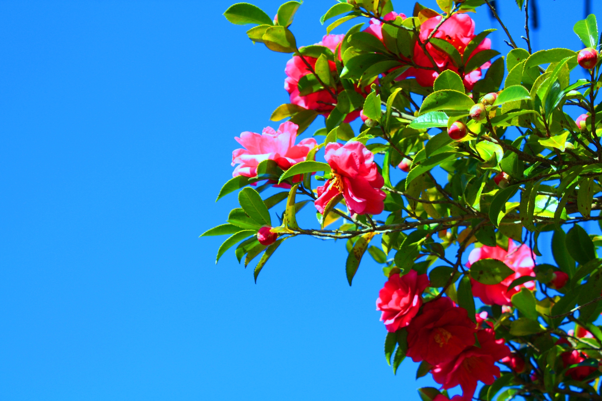 花 植物 冬の花 壁紙19x1280 壁紙館