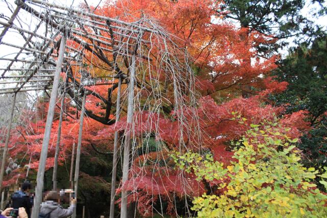 竜安寺