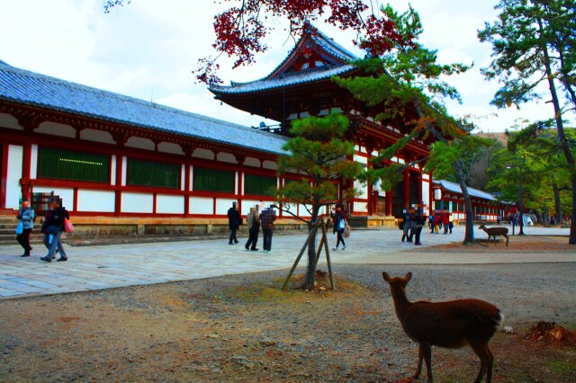 初冬の東大寺