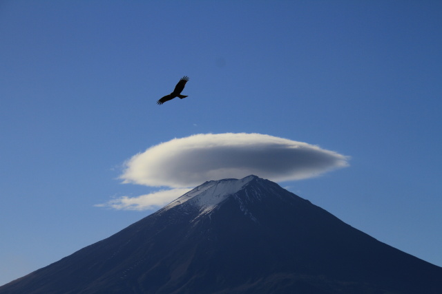 笠雲富士山に鳥