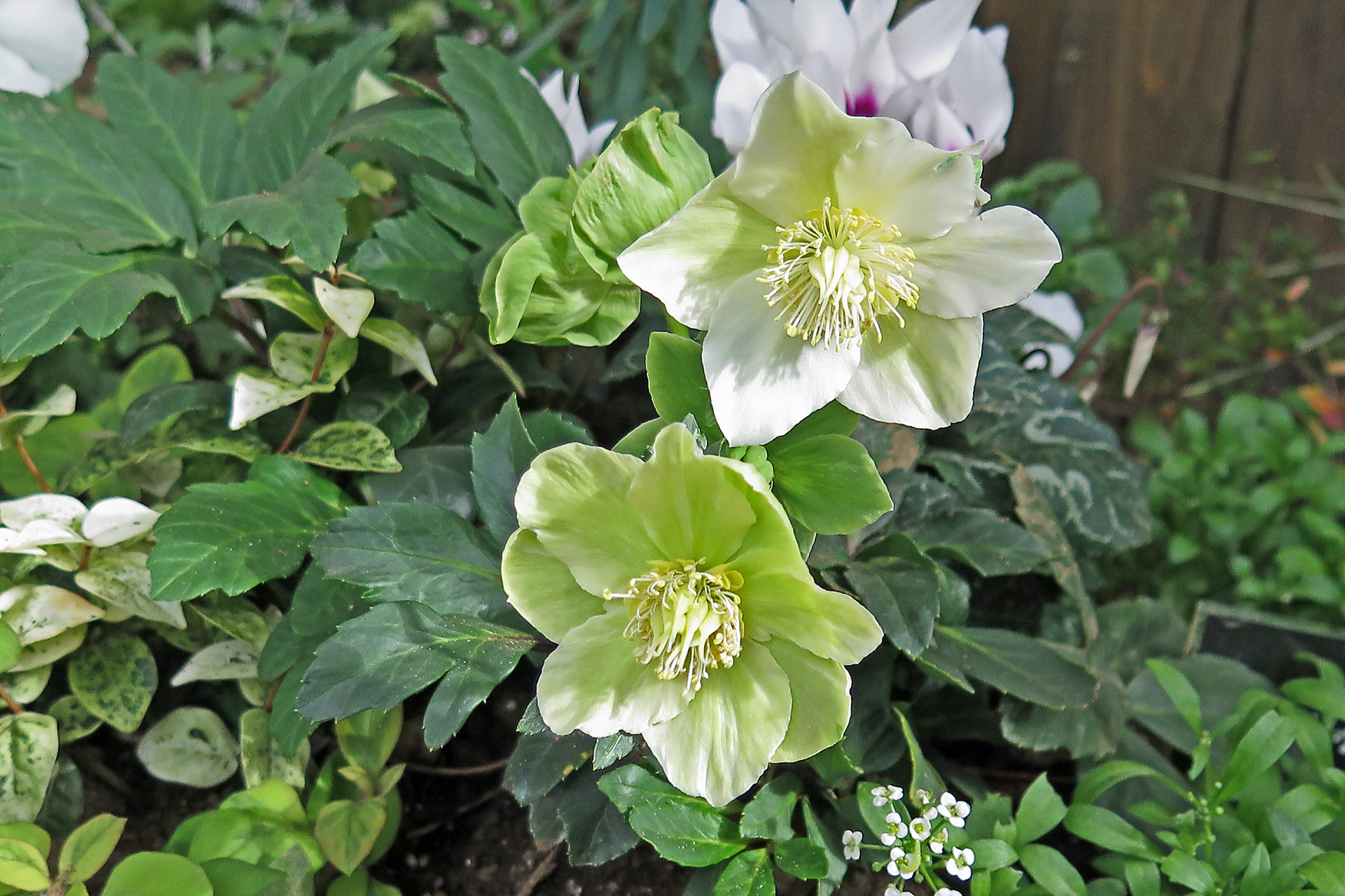 花 植物 クリスマスローズ 壁紙19x1279 壁紙館