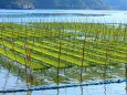 初冬の東紀州の海