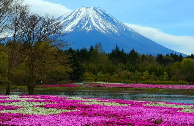 迎春 富士山