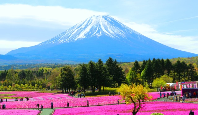 迎春 富士山