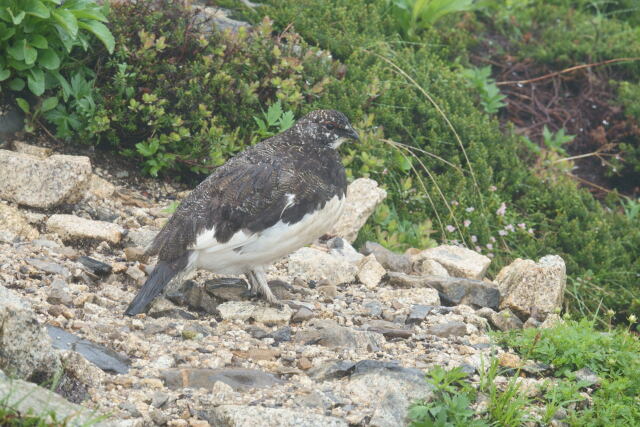 常念岳の雄雷鳥5