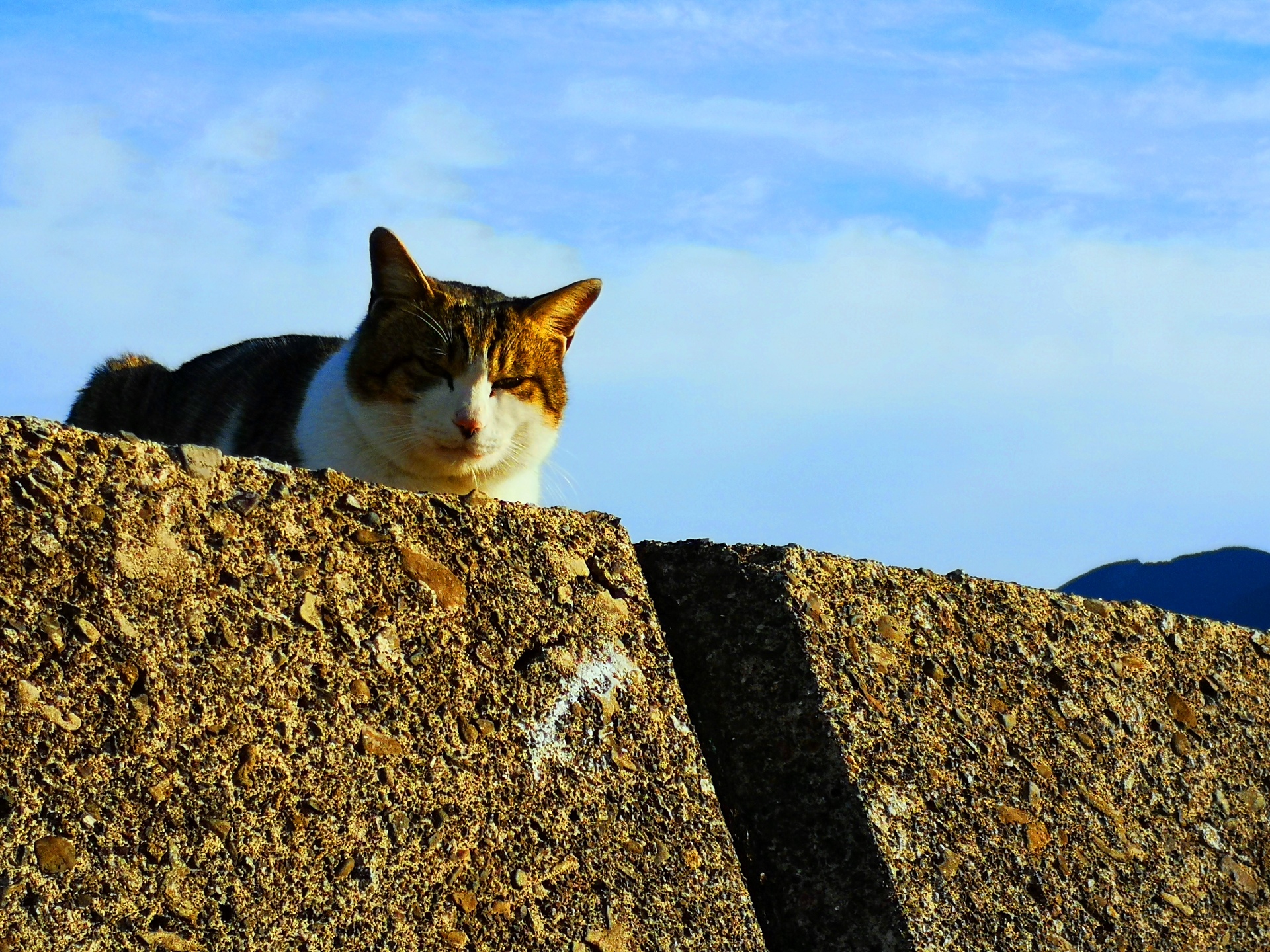 動物 猫 冬の海辺の猫 壁紙19x1440 壁紙館