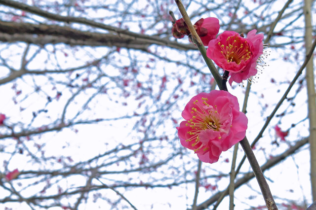 散歩道の花 2021-01-08