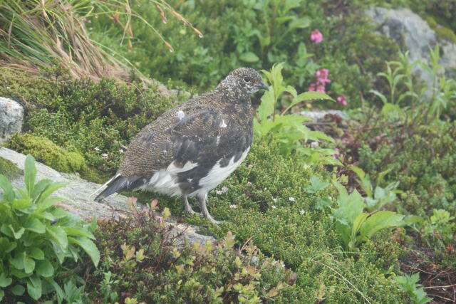 常念岳の雄雷鳥6