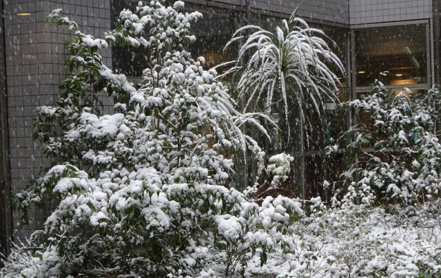 雪降る朝中庭の植物