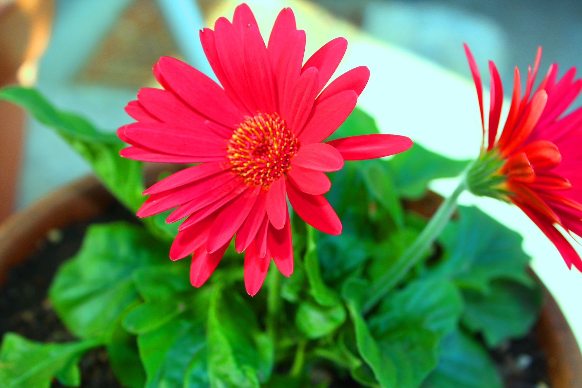 花 植物 冬の花 壁紙19x1280 壁紙館