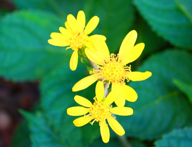 冬の花