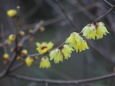 ロウバイの花