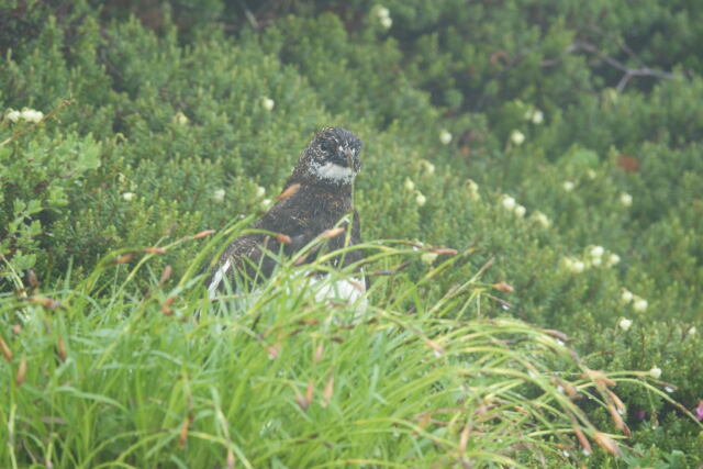 常念岳の雄雷鳥7