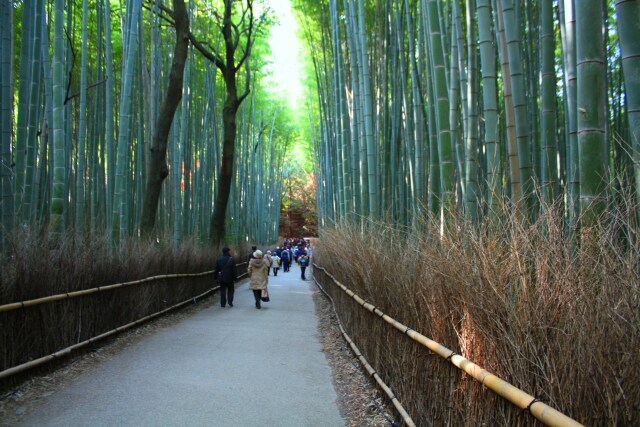 冬の京都竹林