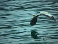 冬の東紀州の海