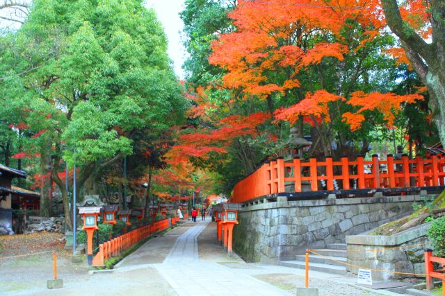 迎春 八坂神社