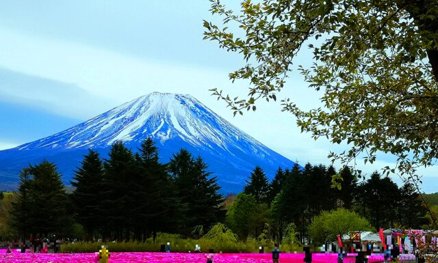 迎春 富士山