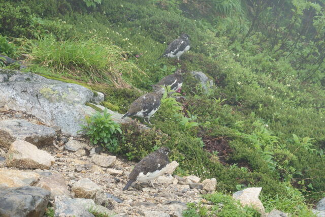 常念岳の雄雷鳥9