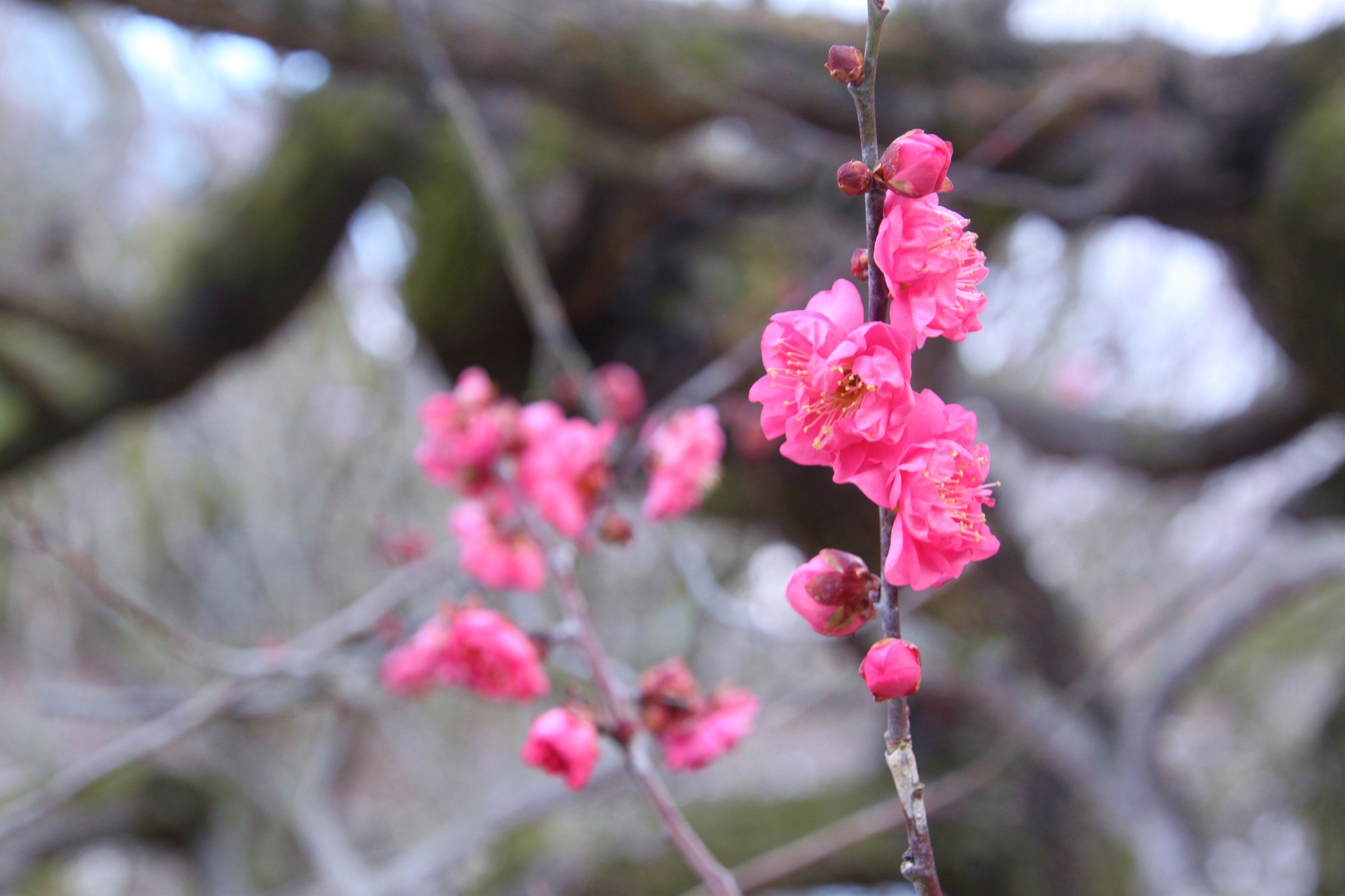 花 植物 梅の花 壁紙19x1280 壁紙館