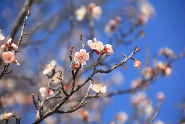 咲き始めた梅花