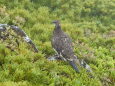 常念岳の雄雷鳥10